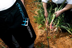 Personal de Francisco La Fontanilla recolectando las cebollas frescas de su huerto