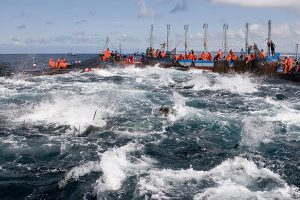 Almadraba de zahara de los atunes