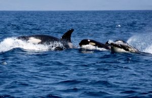 orcas