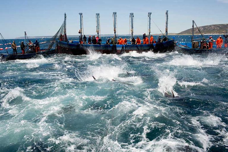 La almadraba, pesca tradicional del atún rojo | Atunéate