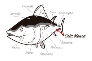Despiece del atún rojo
