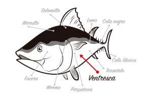 Localización de la ventresca del atún rojo